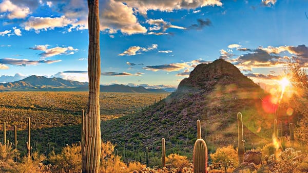 Hände hoch: Cactus Cops auf der Jagd nach Entführern