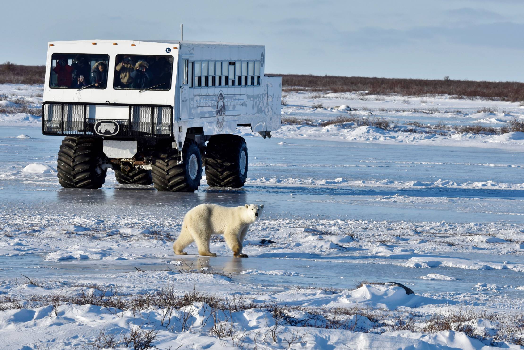 Blick auf Tundra, Eisbär sieht neugierig in die Kamera. Dahinter beobachten Touristen aus einem Tundra Buggy mit Ferngläsern den Eisbären.