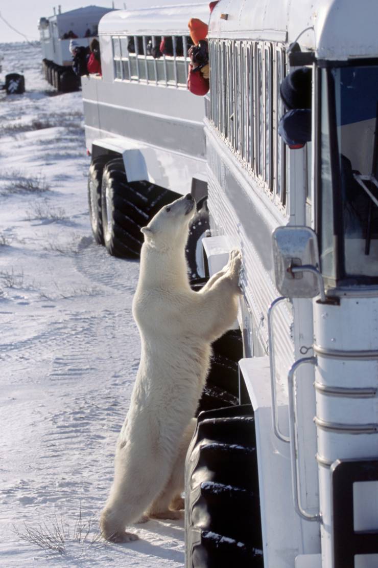 Ein Eisbär steht auf seinen Hinterbeinen und stützt sich neugierig freundlich an dem Tundra Buggy ab.