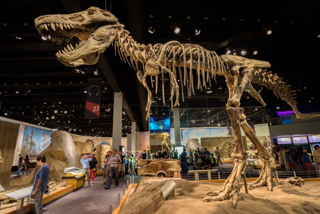 Blick auf ein großes Dinosaurier-Skelett im Museum