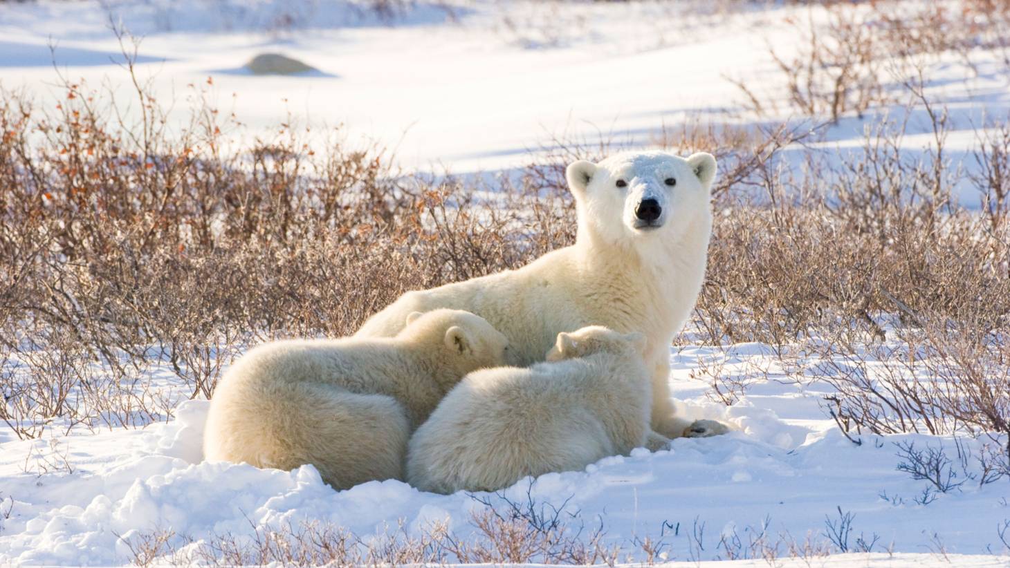 Eisbärenmutter schaut in die Kamera. Ihre beiden Babys liegen mit dem Rücken zum Betrachter dicht aneinander geschmiegt vor ihr.