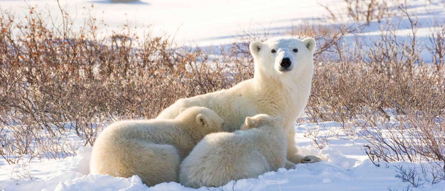 Eisbärenmutter schaut in die Kamera. Ihre beiden Babys liegen mit dem Rücken zum Betrachter dicht aneinander geschmiegt vor ihr.